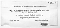 Anthostomella constipata image